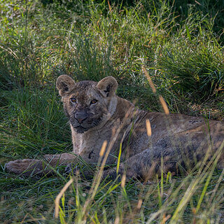 Ol Pejeta - Lion